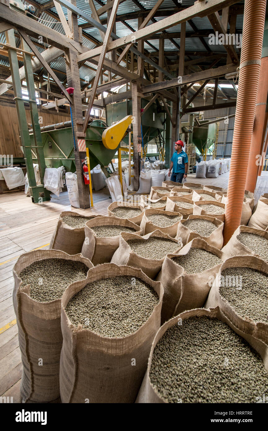 Green, unroasted coffee beans are piled in burlap sacks and await