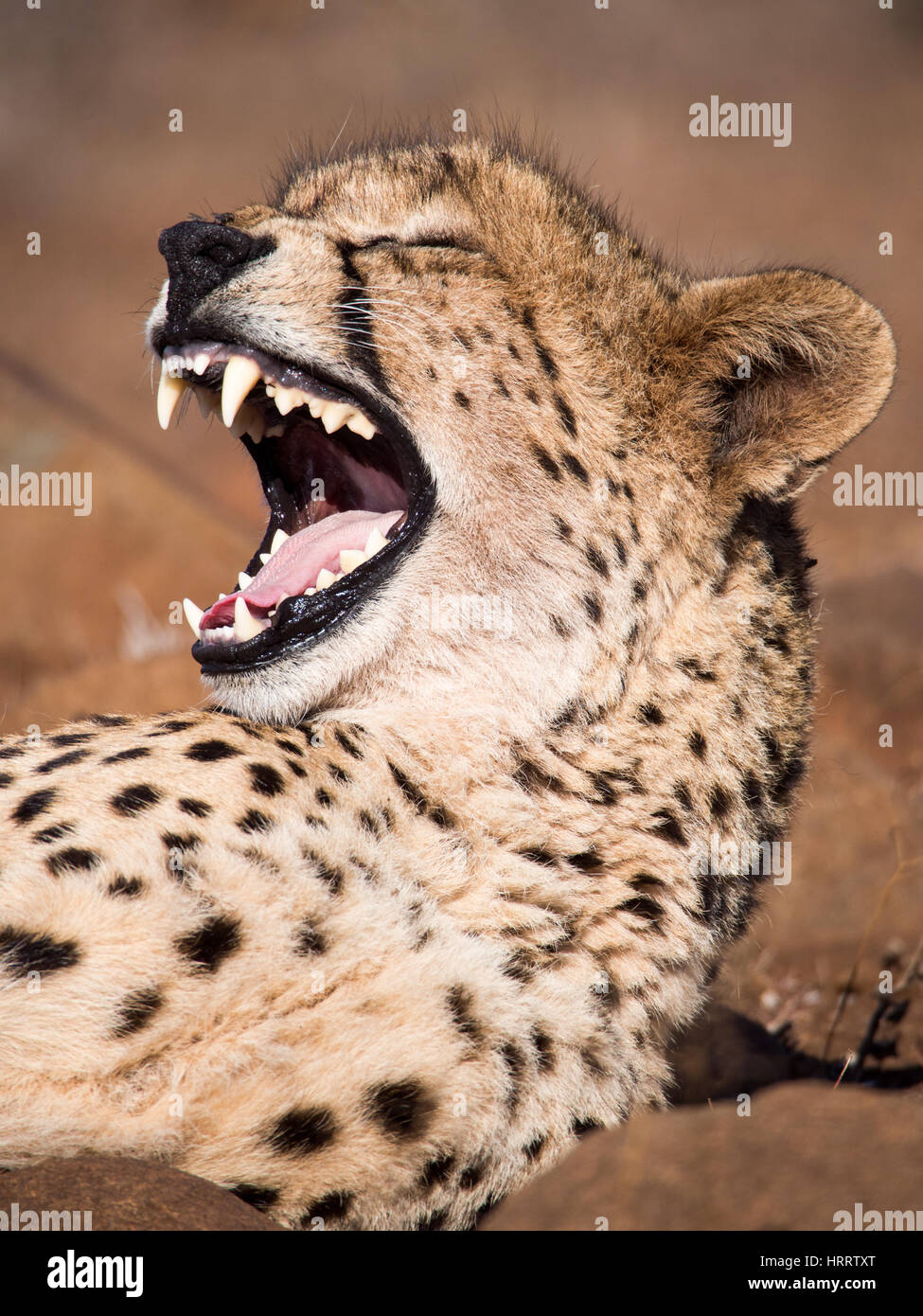 Beautiful cheetah (Acinonyx jubatus) in South Africa Stock Photo
