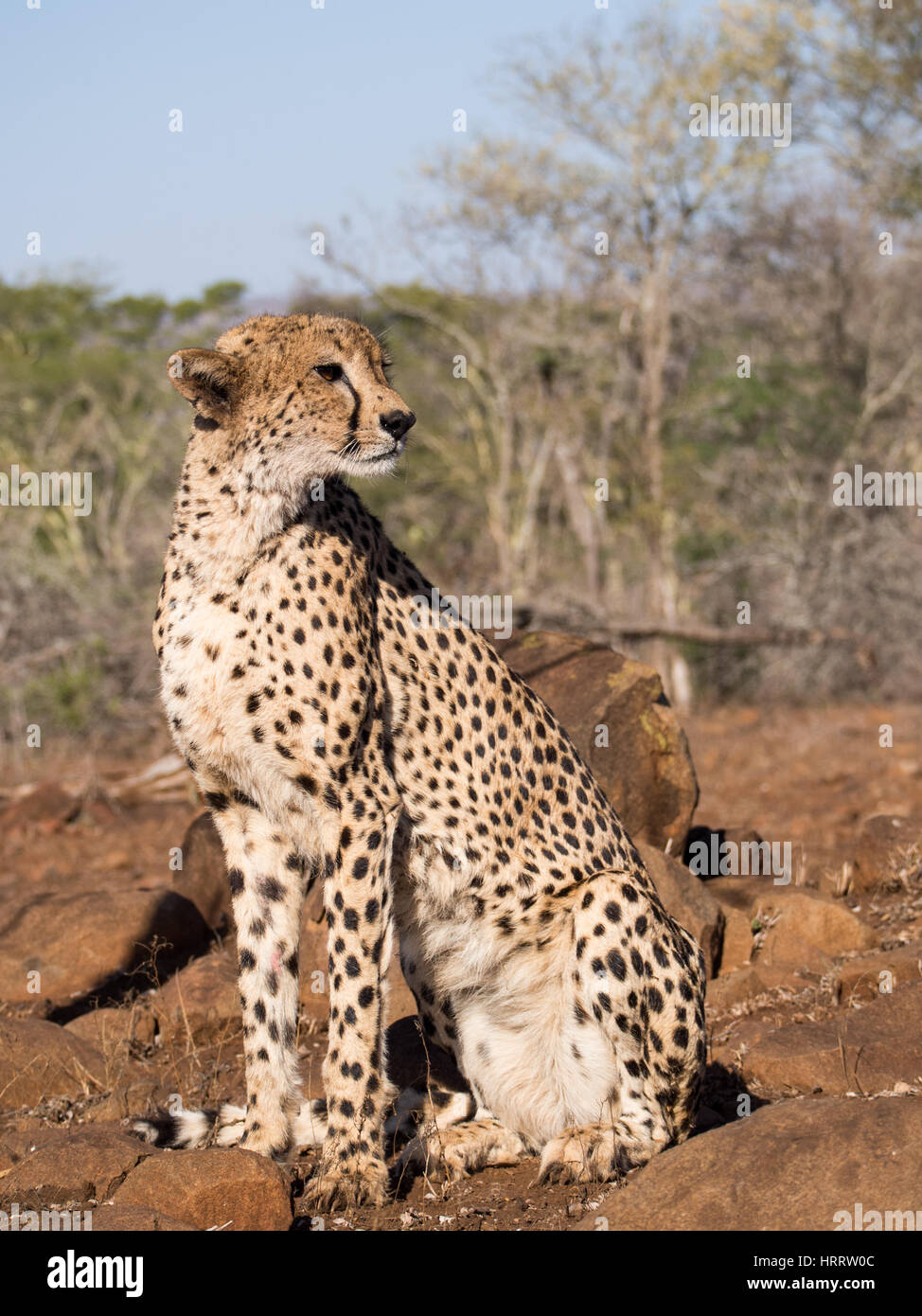 Beautiful cheetah (Acinonyx jubatus) in South Africa Stock Photo