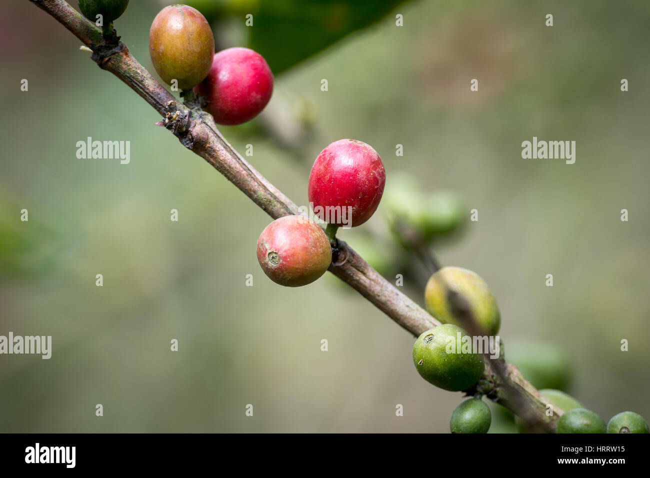 Ripe coffee beans (coffea arabica) on a coffee bush in Aquires, Costa Rica. Stock Photo
