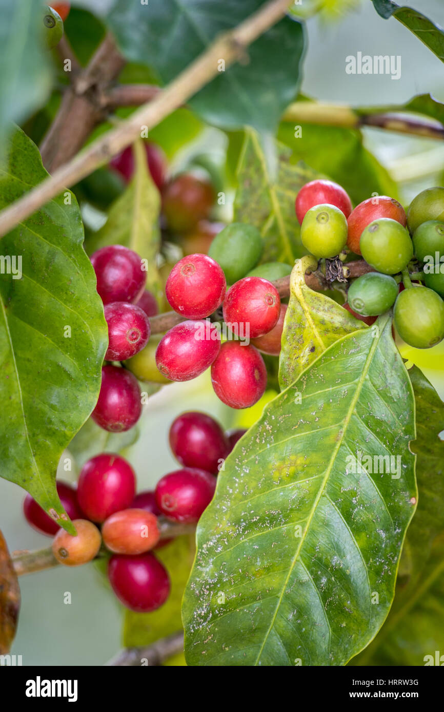 Ripe coffee beans (coffea arabica) on a coffee bush in Aquires, Costa Rica. Stock Photo