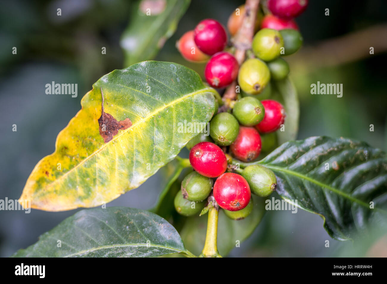 Coffee leaf rust is seen on a coffee bush in the Costa Rican jungle in Aquires, Costa Rica. Stock Photo