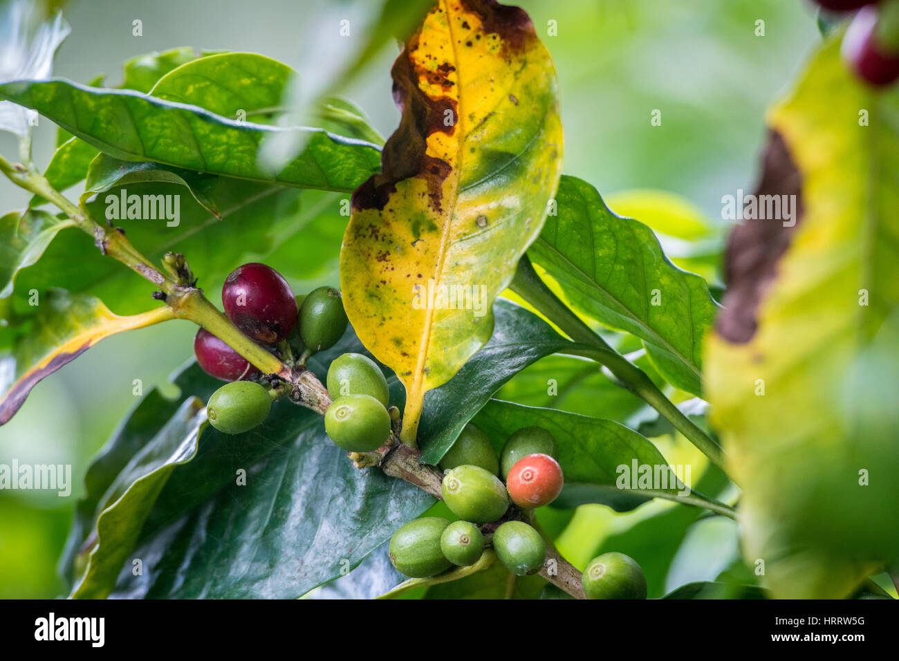 Ripened coffee beans on a coffee bush and a sick leaf with coffee rust