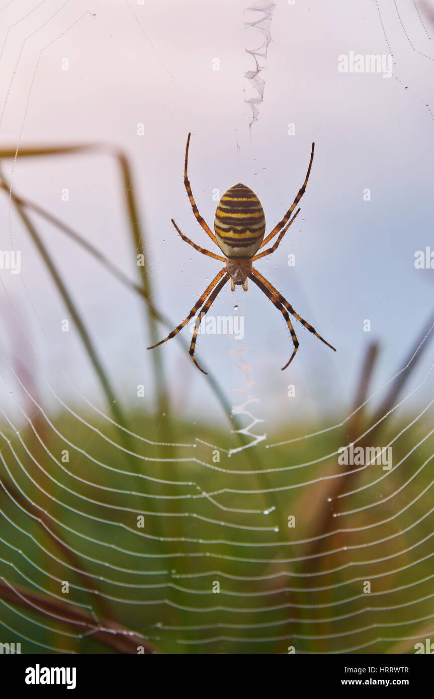Yellow striped spider sit on web closeup. Macro of poison spider insect Stock Photo