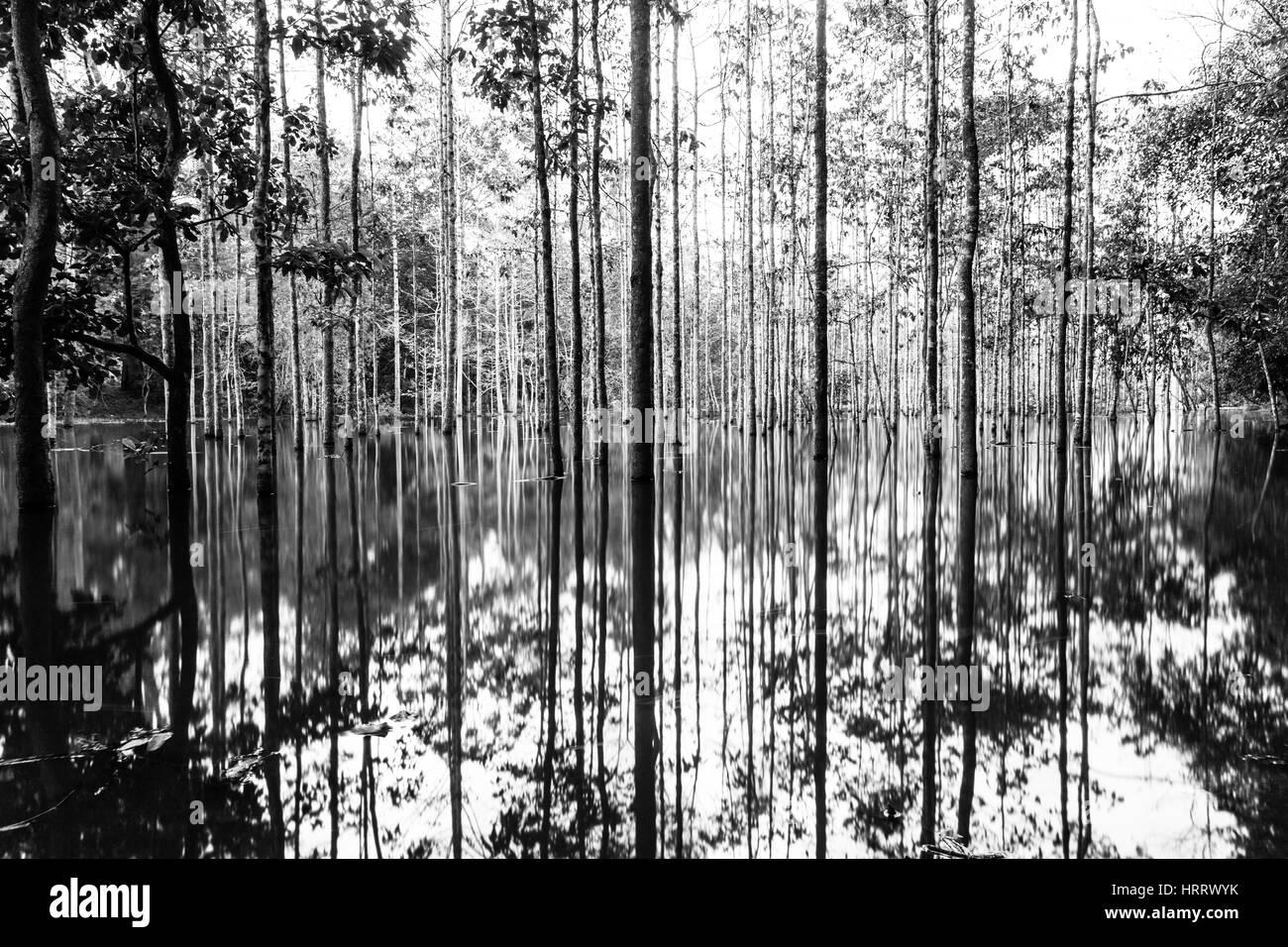 Mysterious tree trunks reflected on the water in tropical jungles of Angkor Wat, Cambodia. Stock Photo