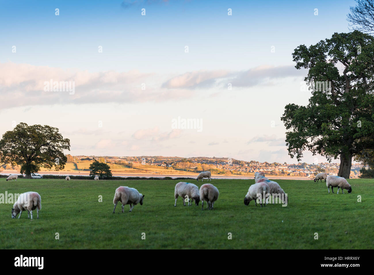 Sheep grazing in the meadow at Powderham Castle in Devon, England. Stock Photo