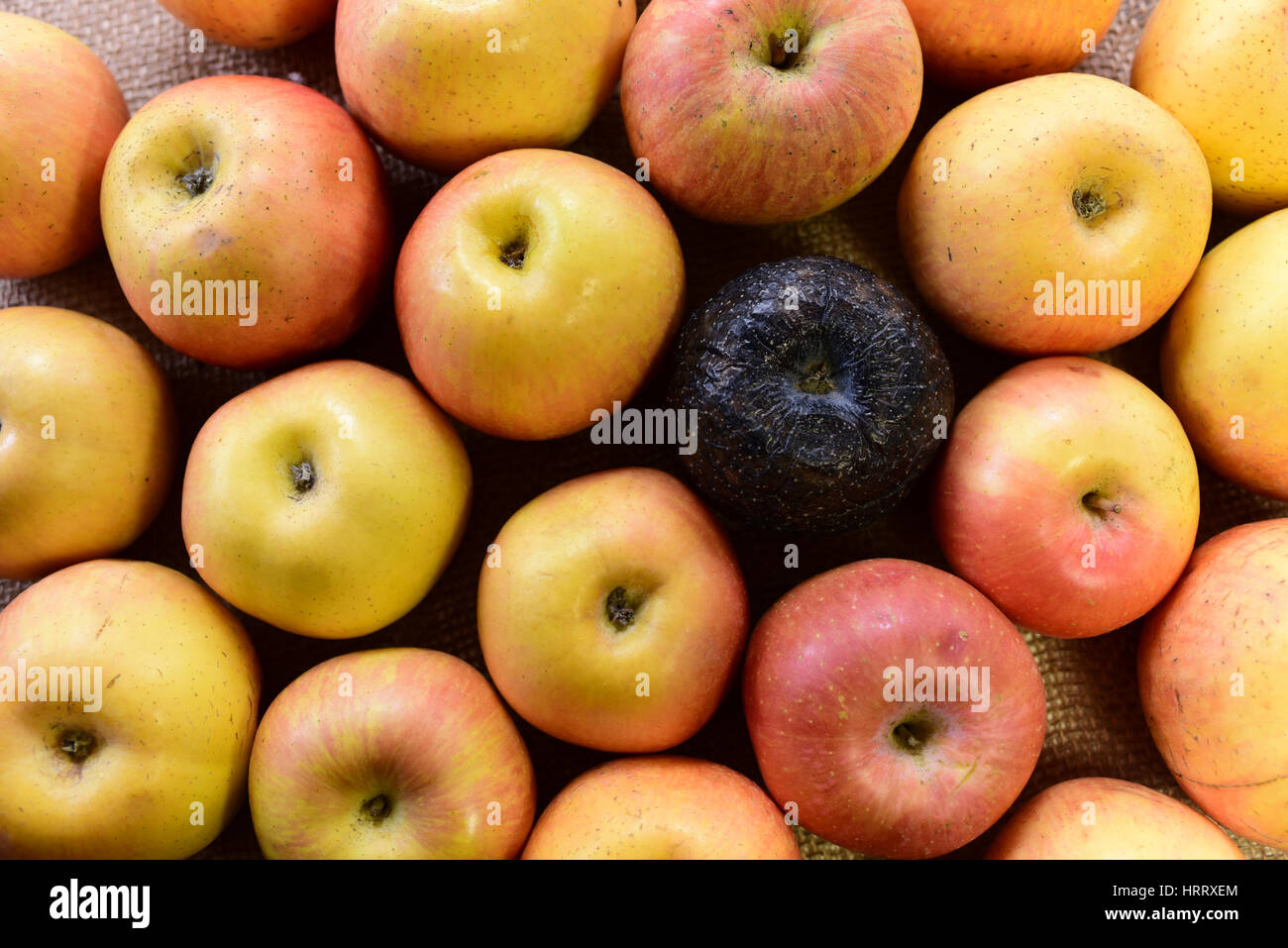 Good and Bad Apples Stock Photo Alamy