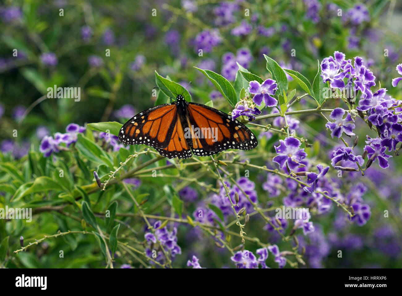 Monarch butterfly resting on purple and white flowers Stock Photo - Alamy