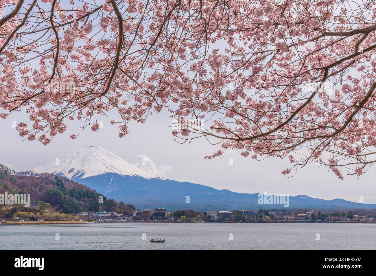 Beautiful cherry blossoms in spring with Mount Fuji, japan Stock Photo