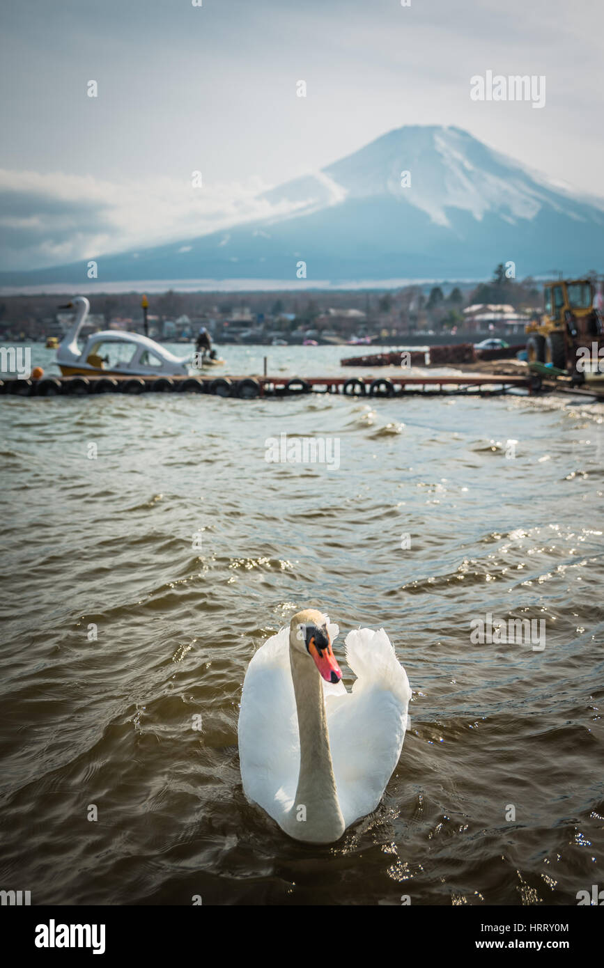 White swan swimming in pond with Mt.Fuji in background Stock Photo - Alamy