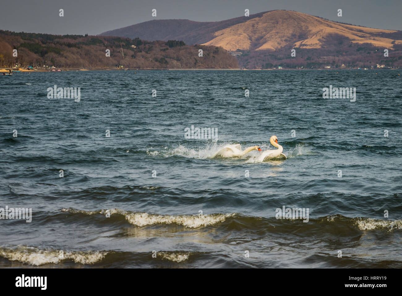White swan swimming in pond Stock Photo - Alamy