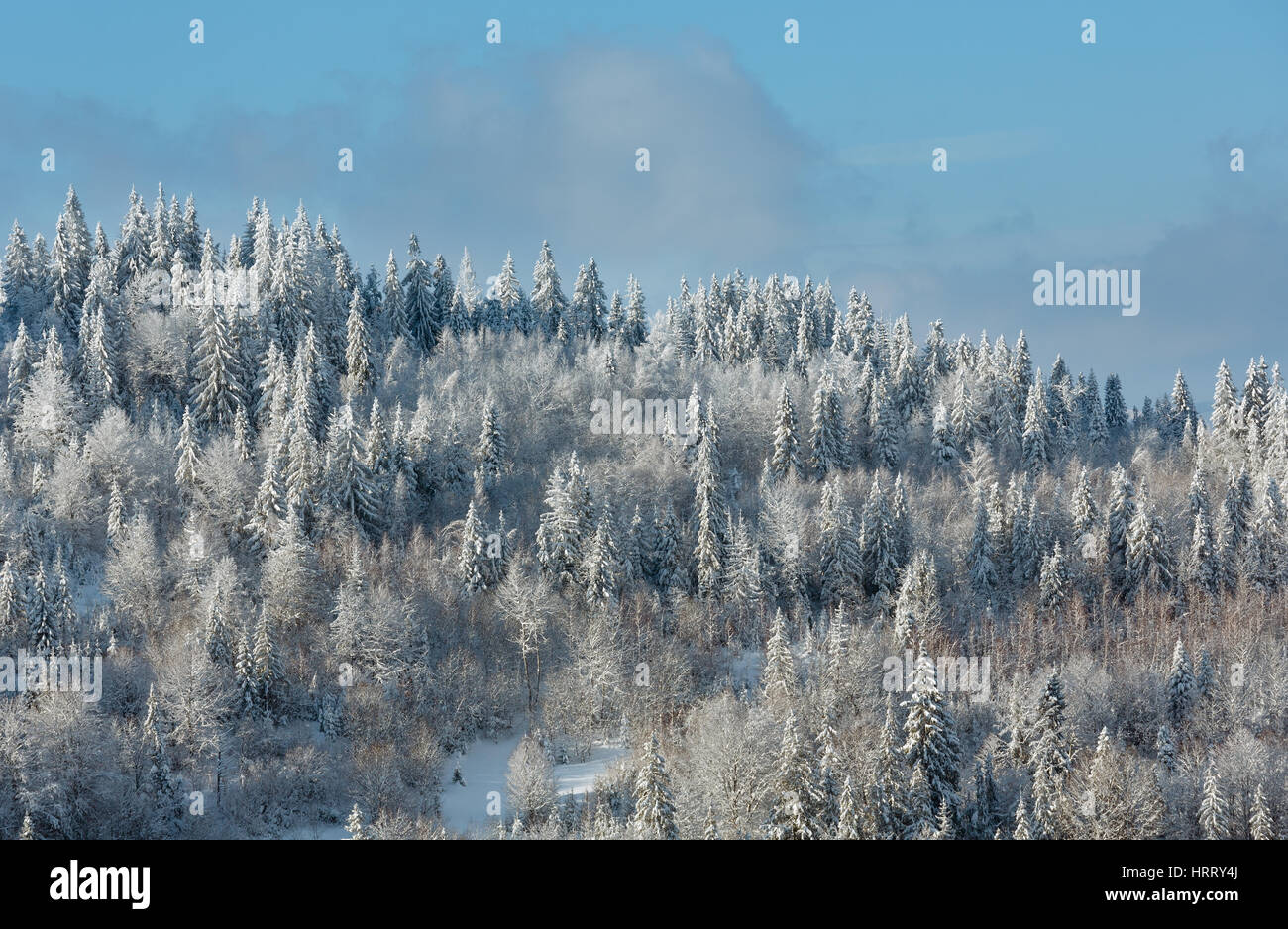 Winter Carpathian Mountains landscape with fir forest on slopes (Skole Beskids, Lviv Oblast, Ukraine). Stock Photo