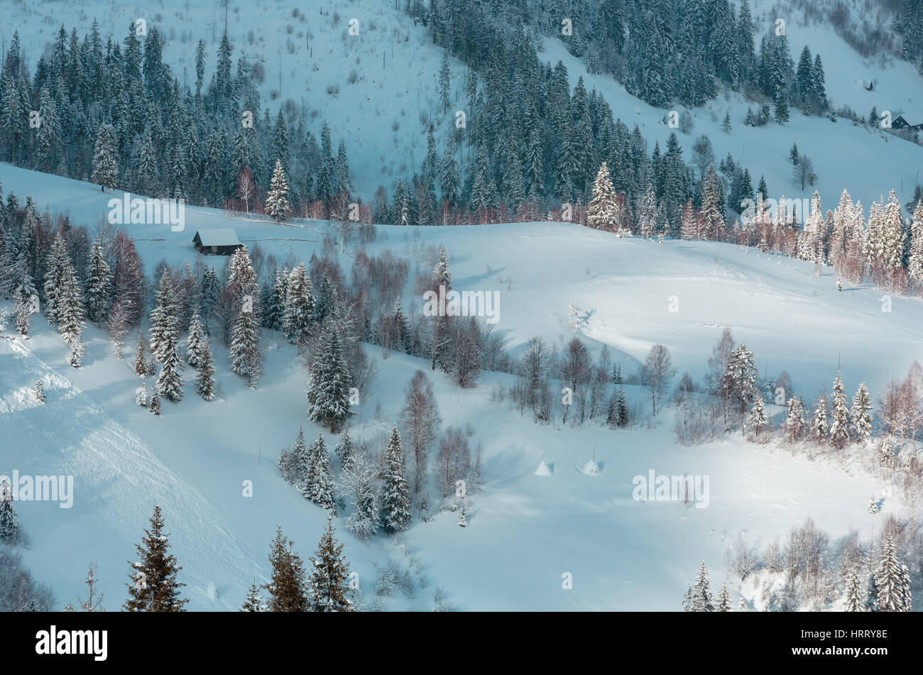 Winter Carpathian Mountains landscape with fir forest on slopes (Skole Beskids, Lviv Oblast, Ukraine). Stock Photo