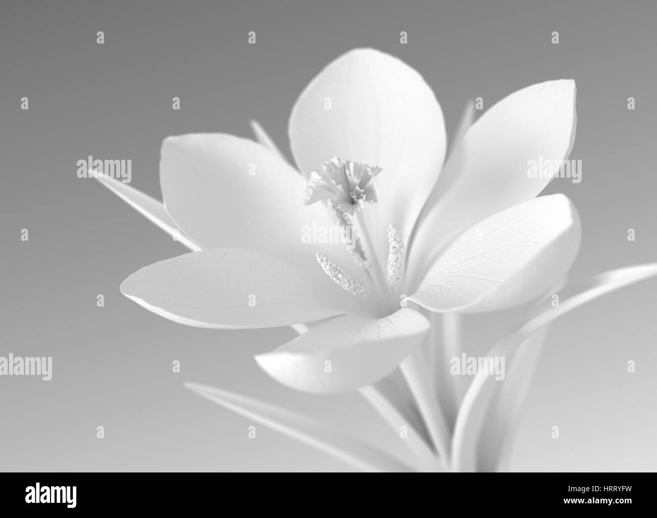 White Flower On Gradient Background. 3D Illustration. Stock Photo