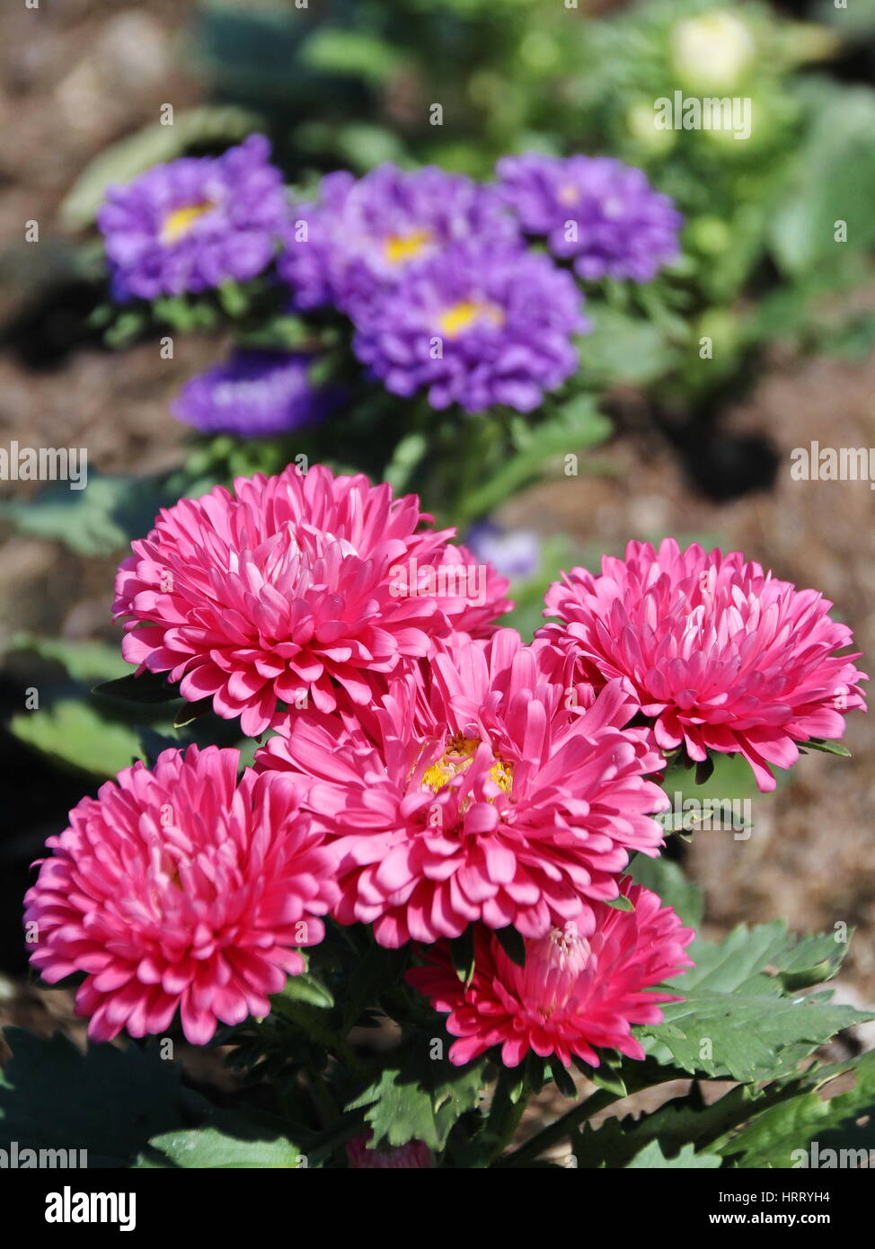 Closed Up Aster Flowers - Callistephus Chinensis Stock Photo