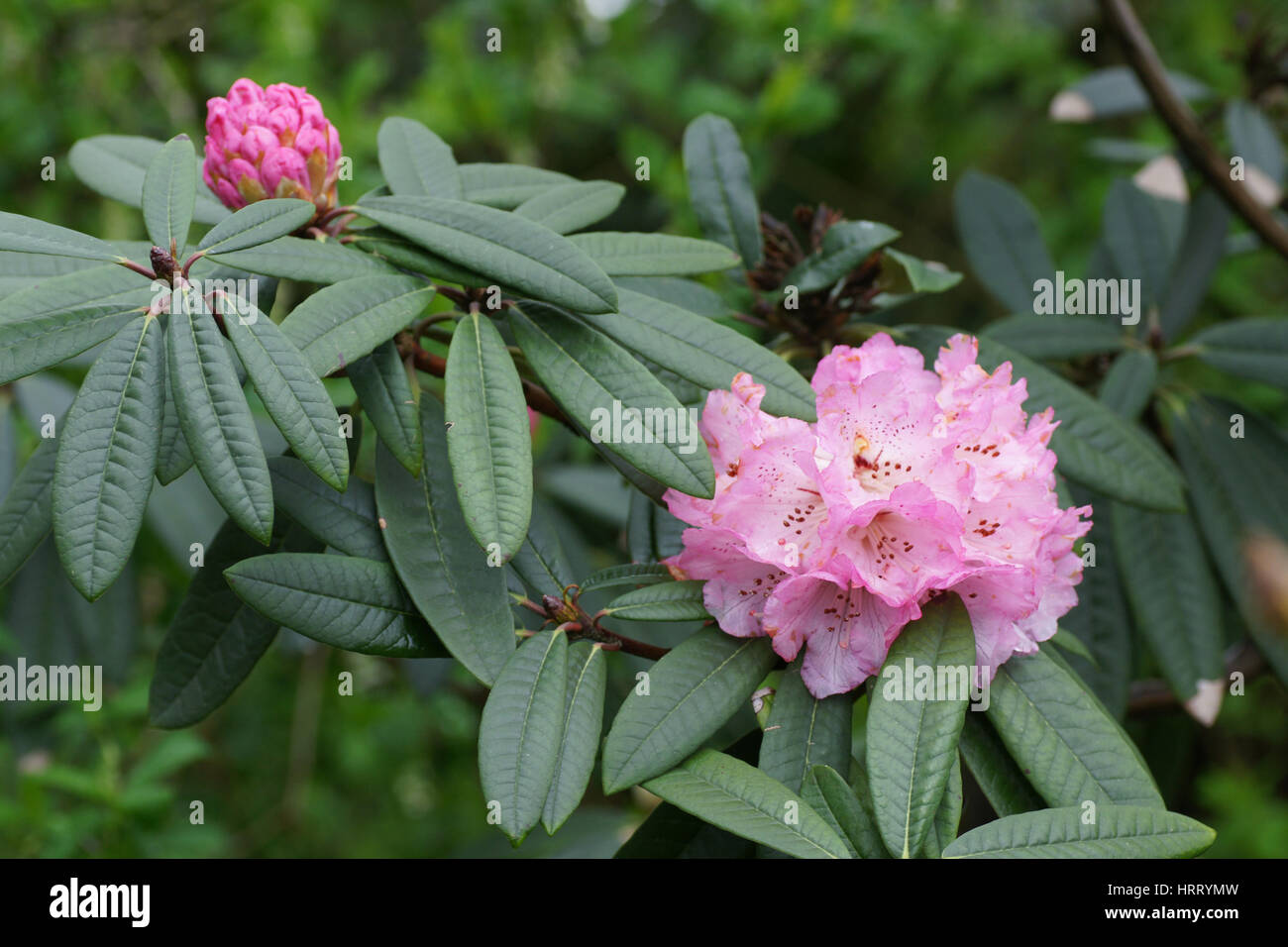 Singular Rhododendron Rhododendron arboreum subsp arboreum hi-res stock photography and ...