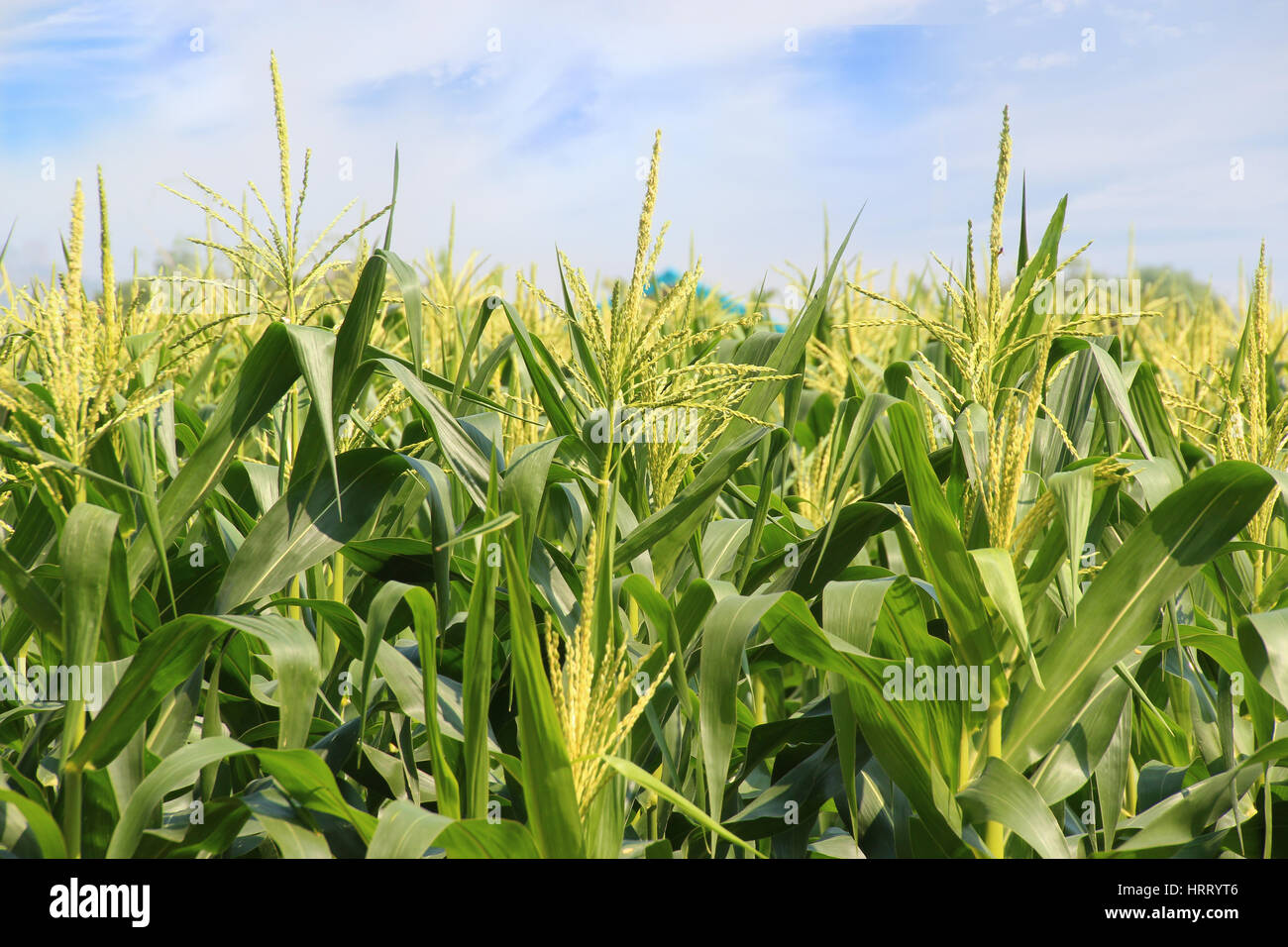 Corn growing in Cornfield, Thailand Stock Photo