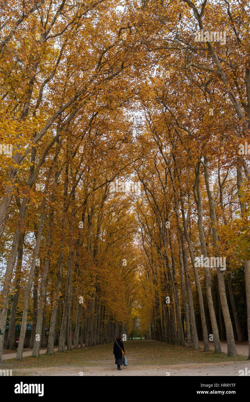 A lone woman romantic and a bit melancholic walk on a tree lane in fall in the gardens of the Palace of Versailles near Paris; vertical image Stock Photo
