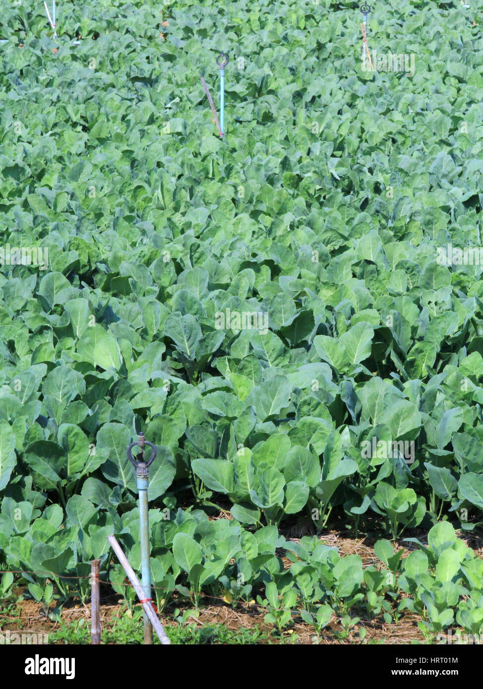 Green Leaf Vegetable Chinese broccoli, Chinese kale or Kailan in the