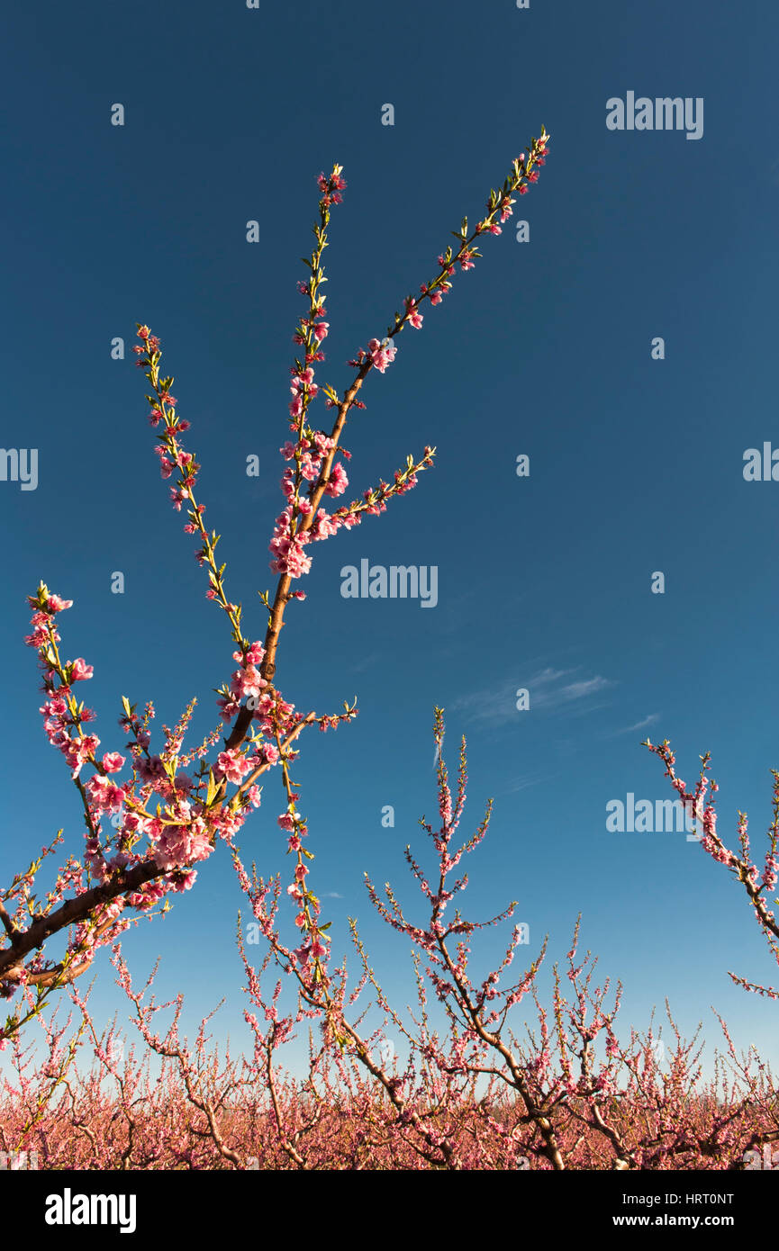 Peach tree in blossom at Monastir del Camp, Pyrénées-Orientales, France Stock Photo