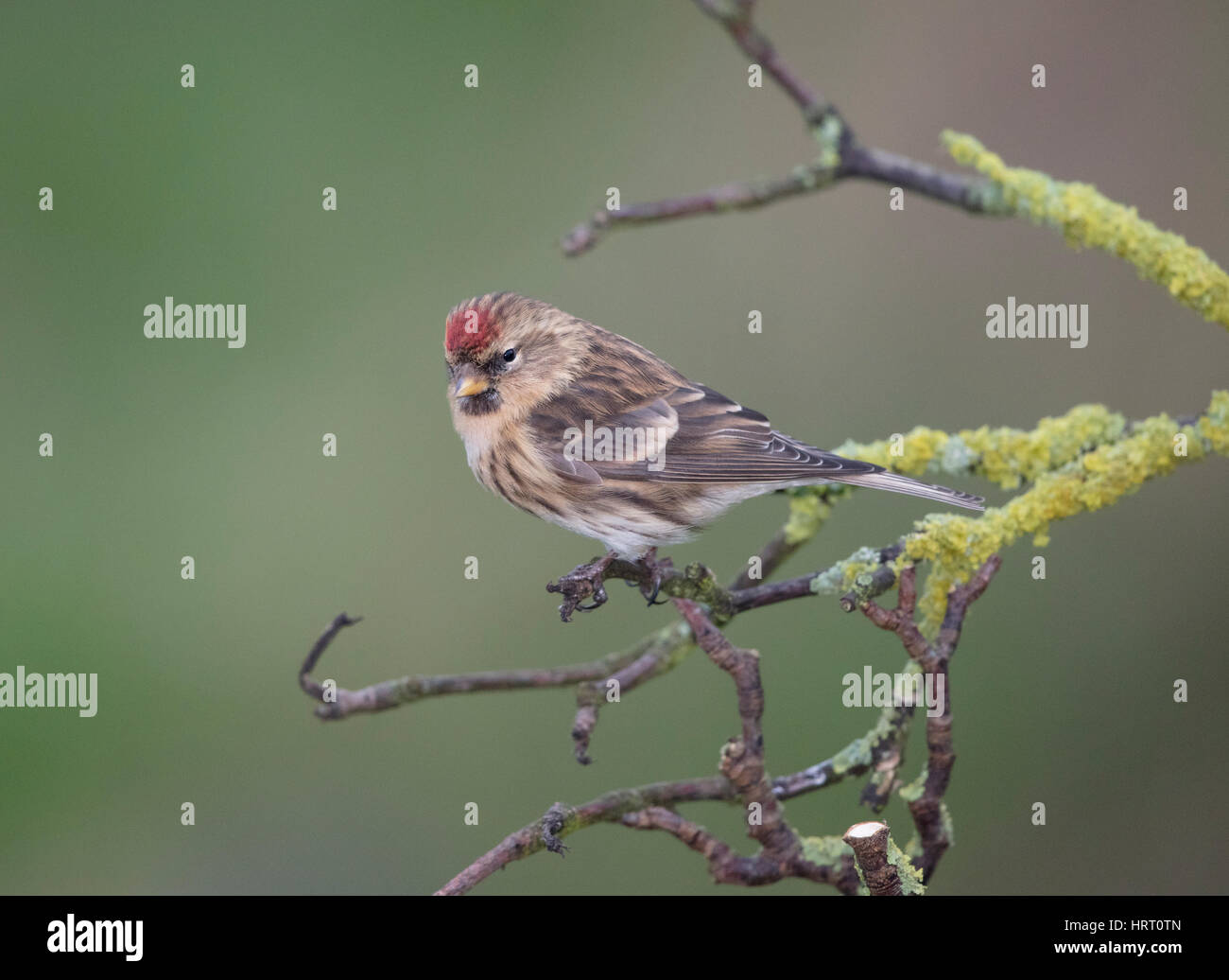 Redpoll  on a lichen covered branch,Wales/Shropshire borders, uk,winter,2017 Stock Photo