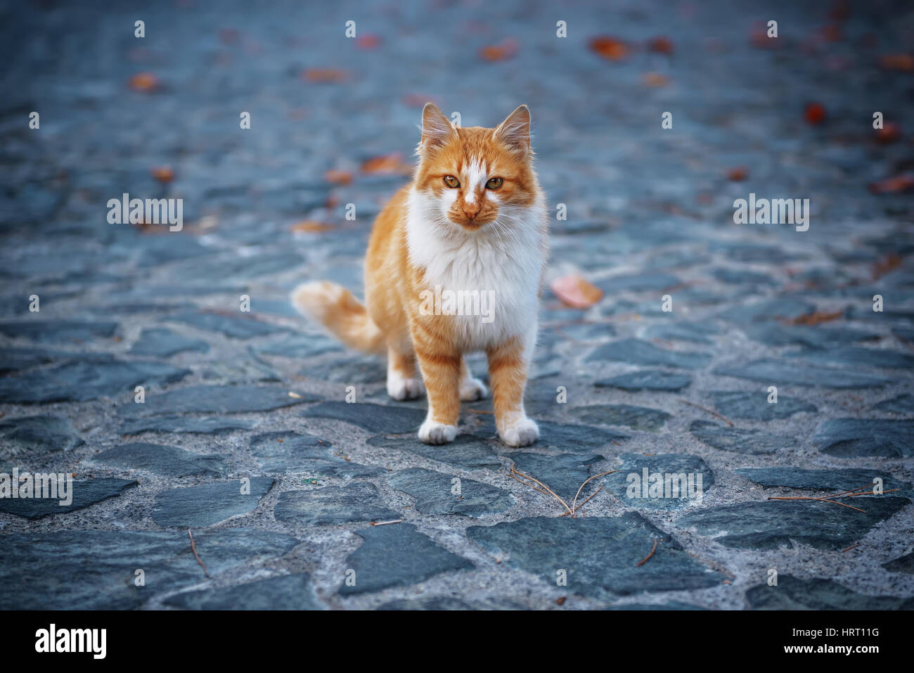 white with orange spots cat