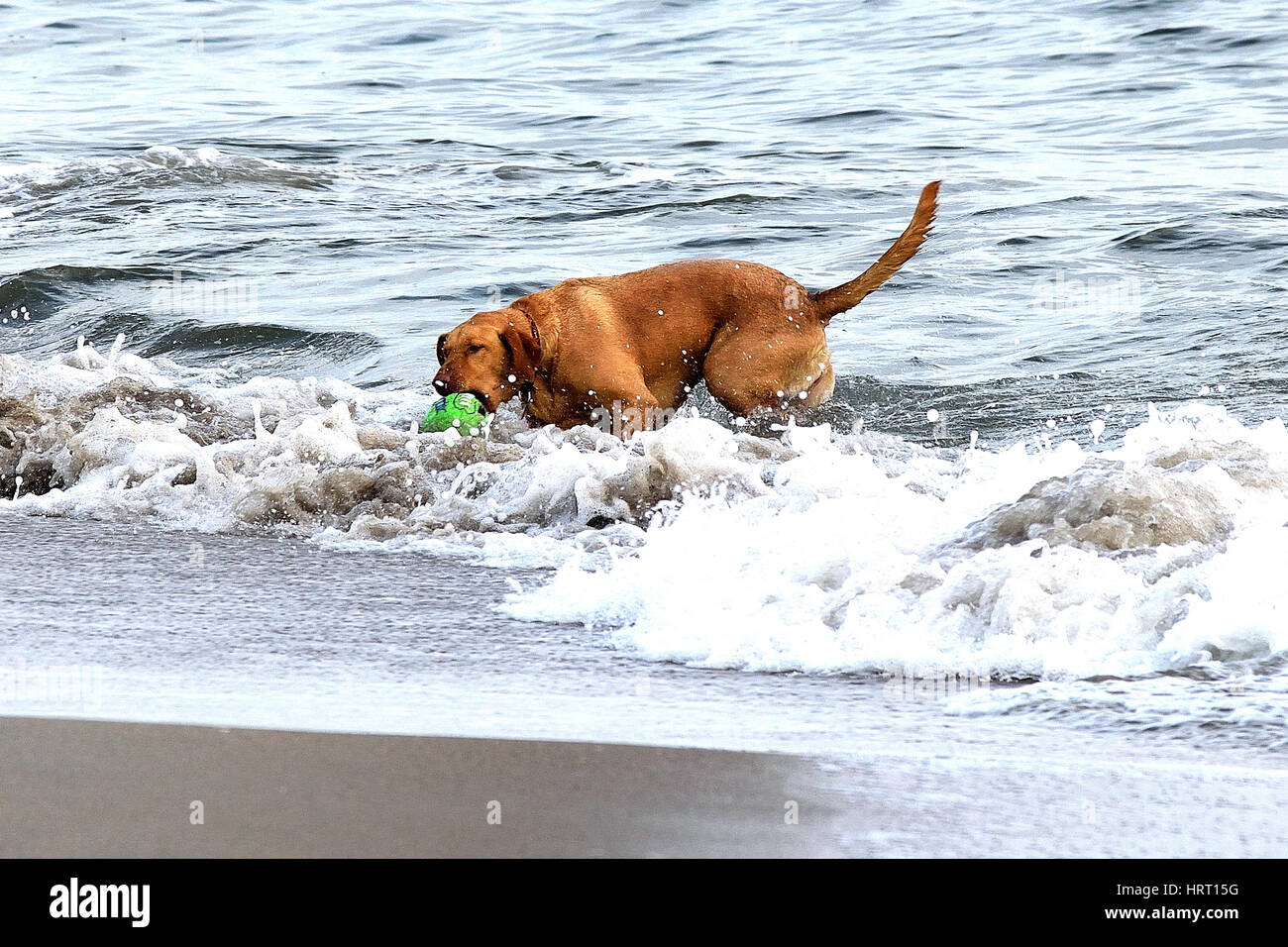 Dog playing in the Holden Beach surf. Stock Photo