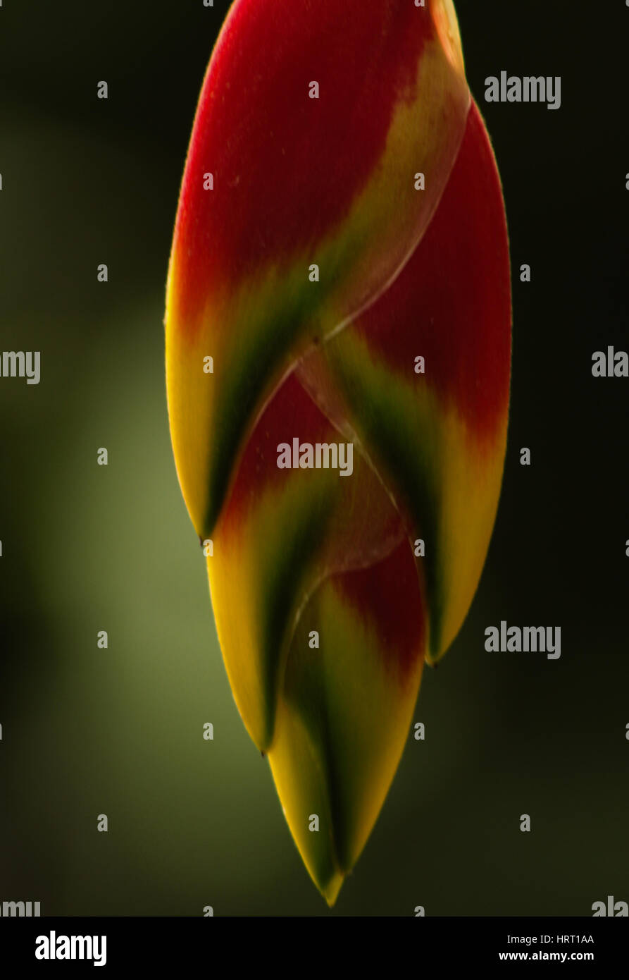Red and yellow flower - Detail of Heliconia rostrata on a green blurry background. Stock Photo