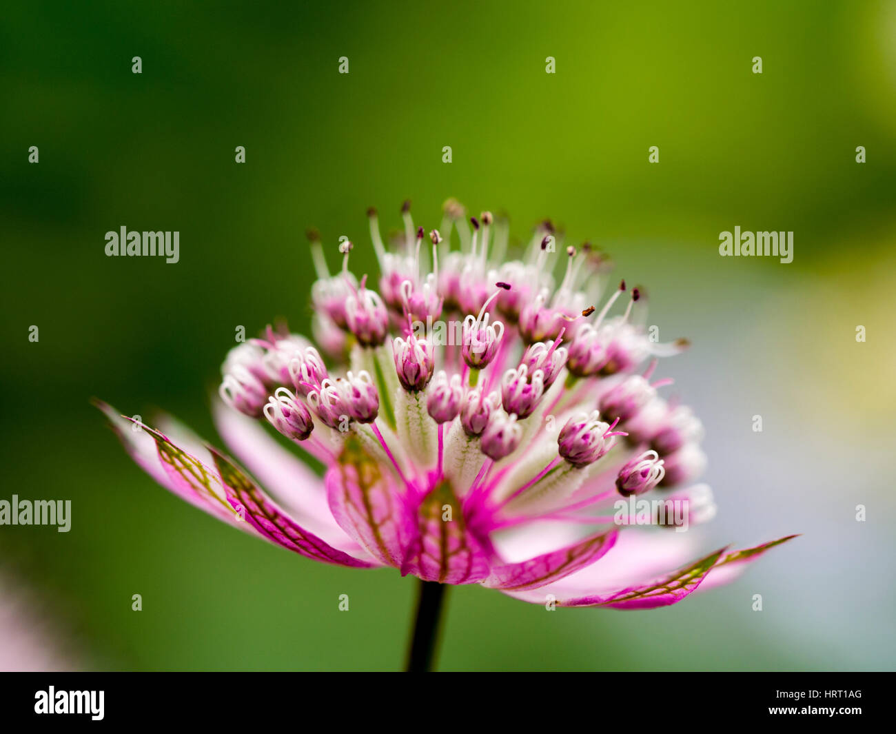 Macro detail of a pink astrantia major flower with backlighting against a green leafy bokeh. Creative closeup of a beautiful flower catching the light Stock Photo