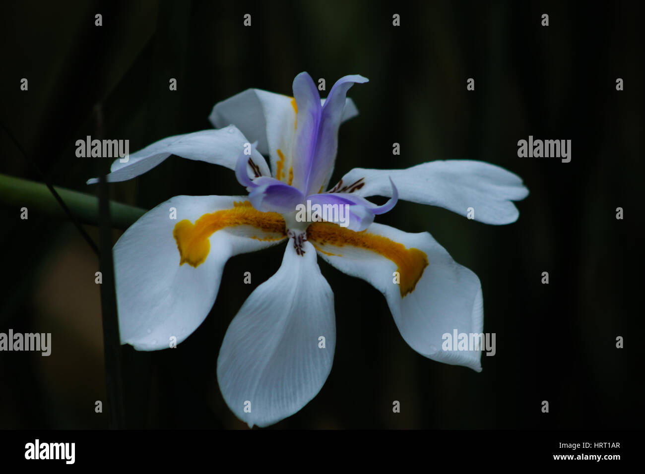 Single Dietes iridioides (African iris). Ornamental plant in the Iridaceae family: white flower marked with yellow and violet, with six free petals. Stock Photo