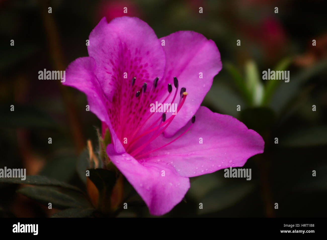 Pink flower of Korean rhododendron, Rhododendron mucronulatum Stock Photo
