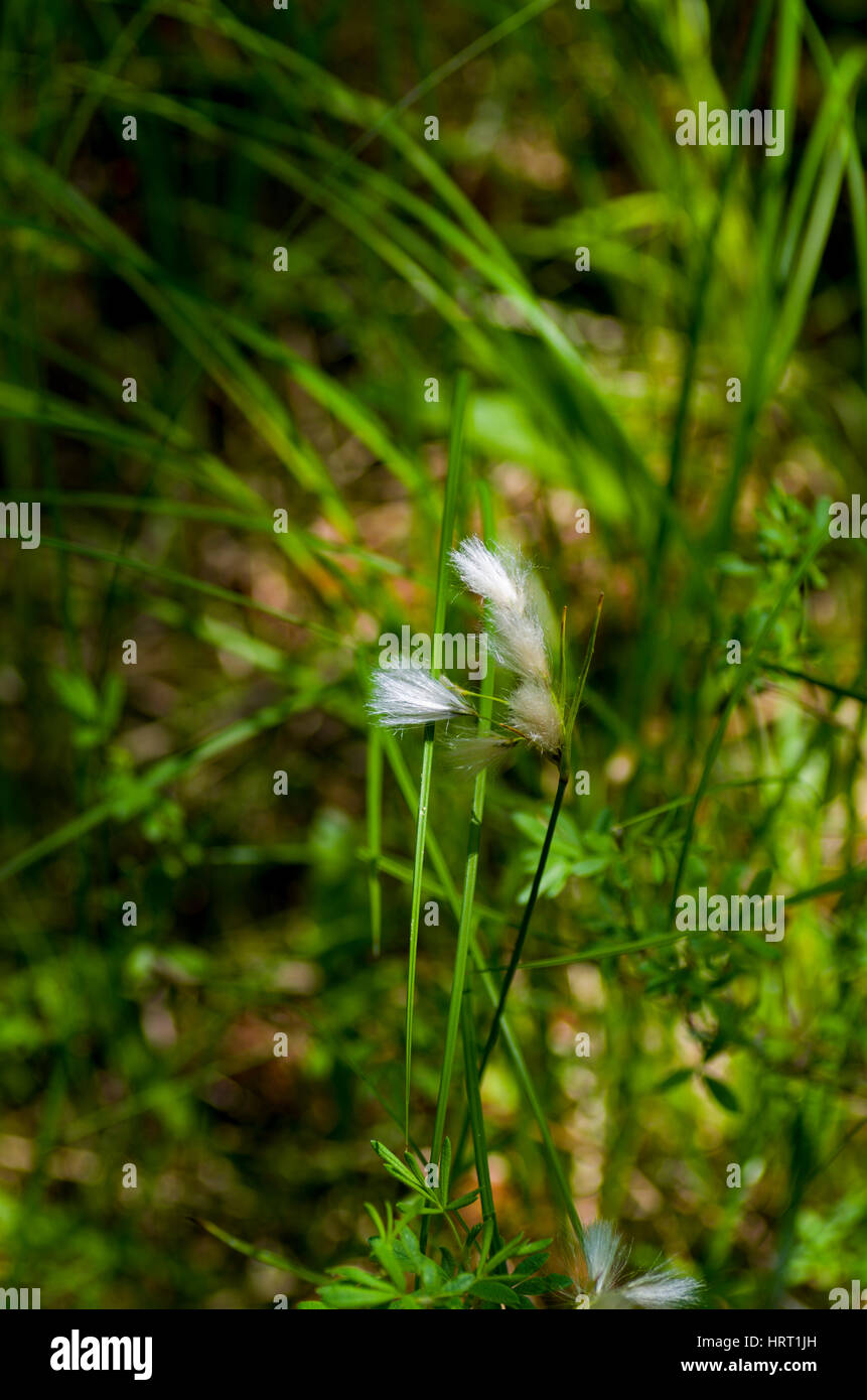 cottongrass/arctic grasssummer Stock Photo