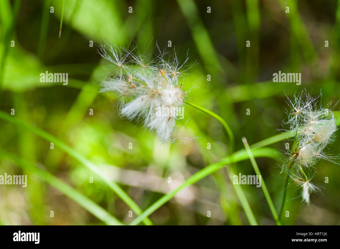 cottongrass/arctic grasssummer Stock Photo