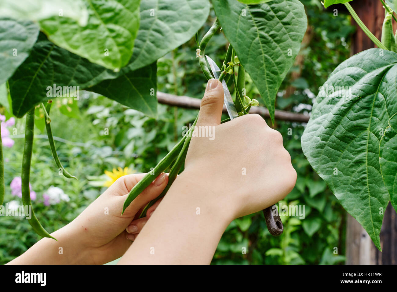 Close up woman hands harvesting beans Stock Photo Alamy