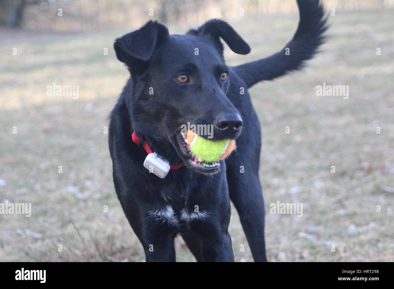Dog playing with ball Stock Photo