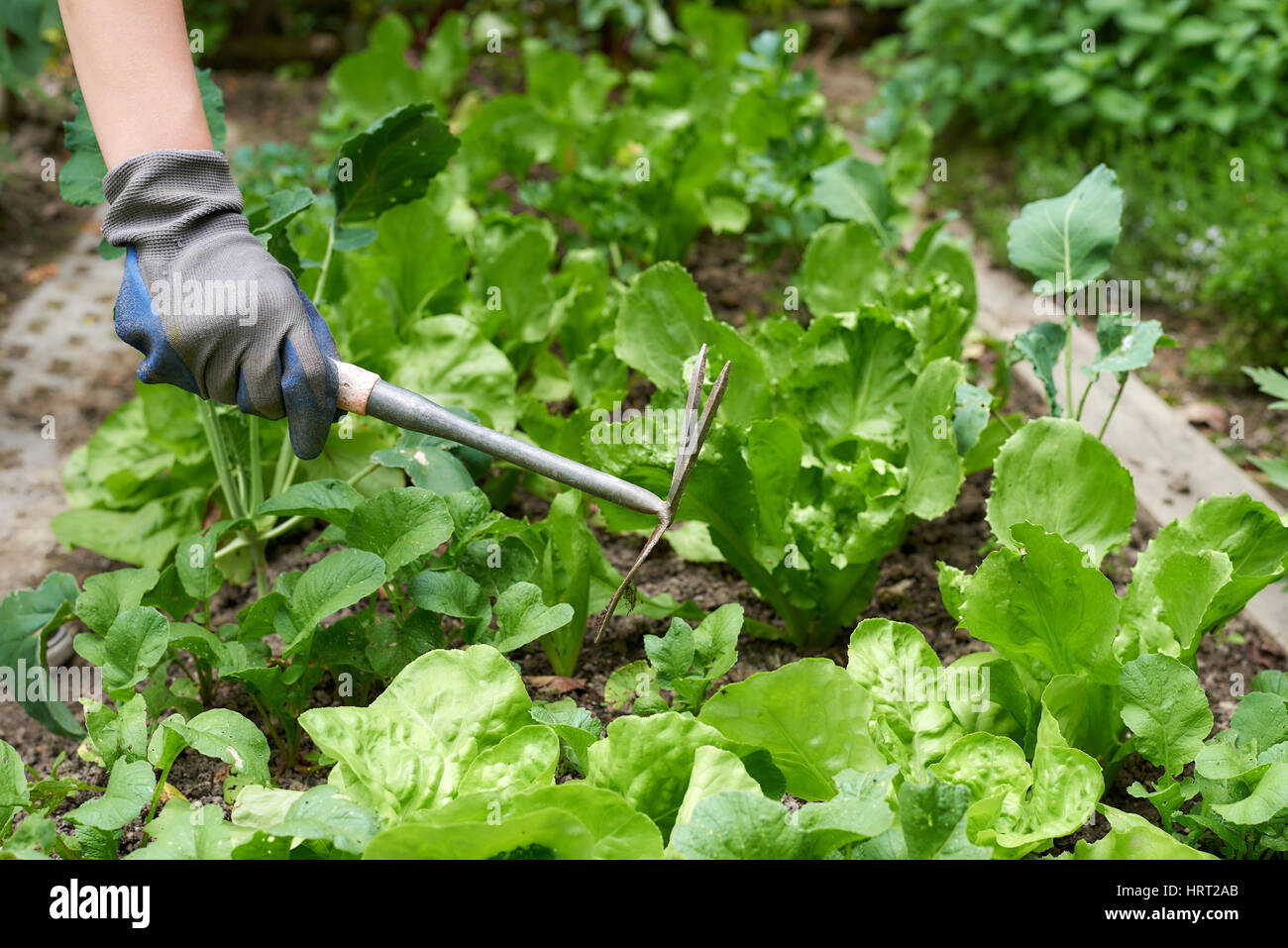 Close up woman hands hoeing the vegetable garden Stock Photo