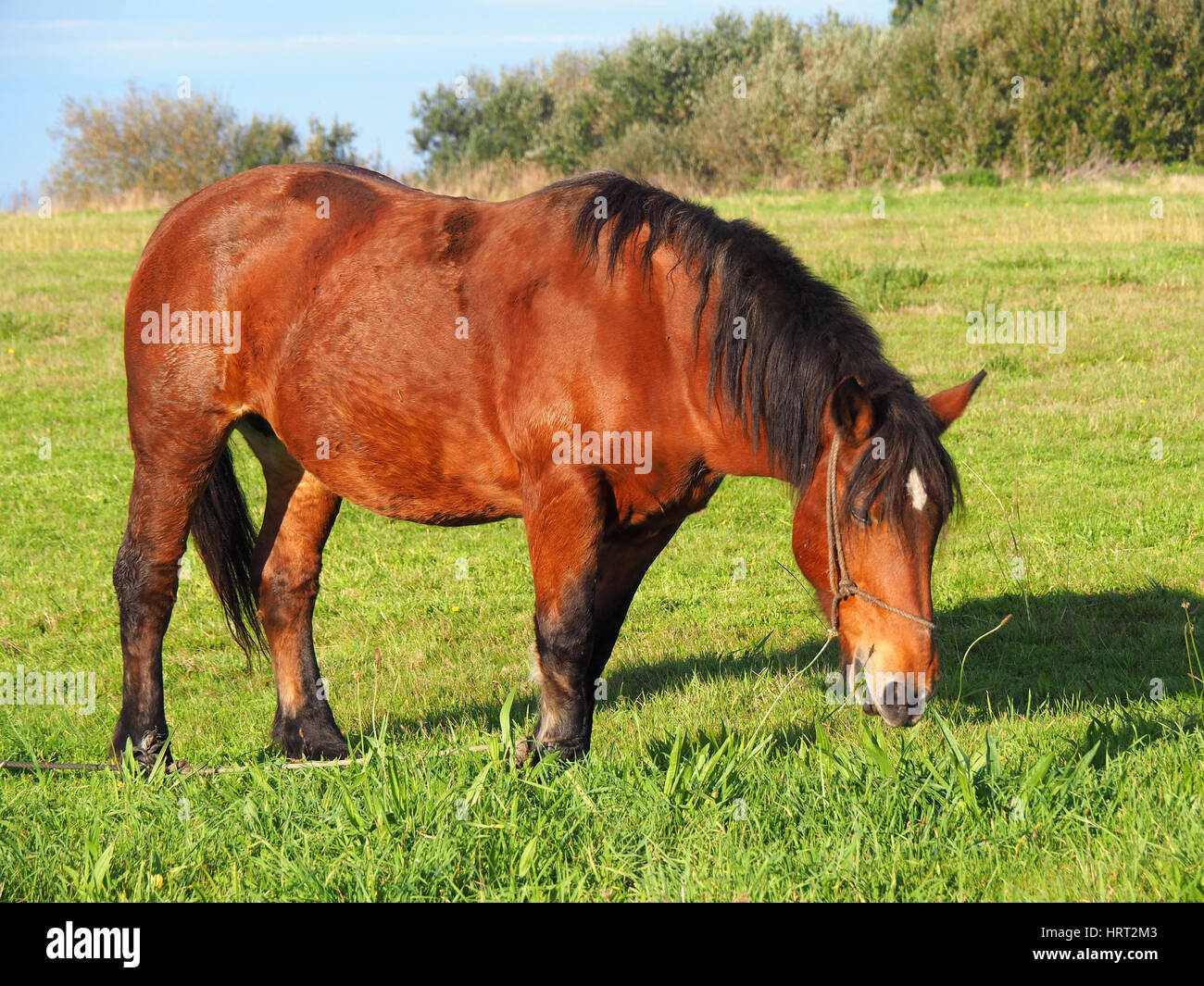View of a brown horse in a green field Stock Photo - Alamy