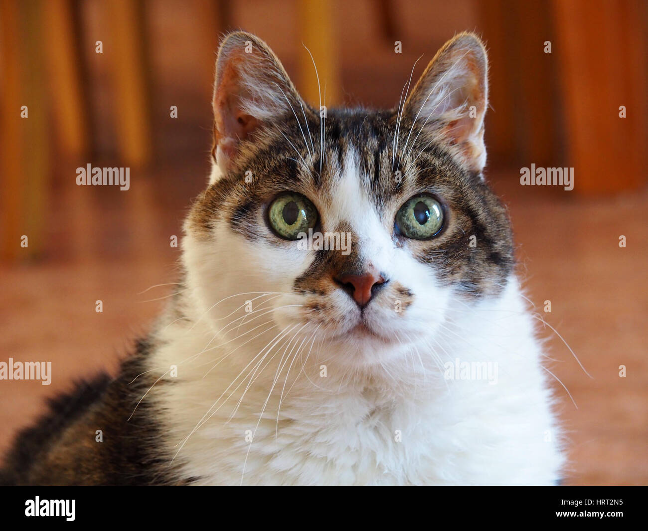 Portrait of a cute white and gray cat Stock Photo - Alamy