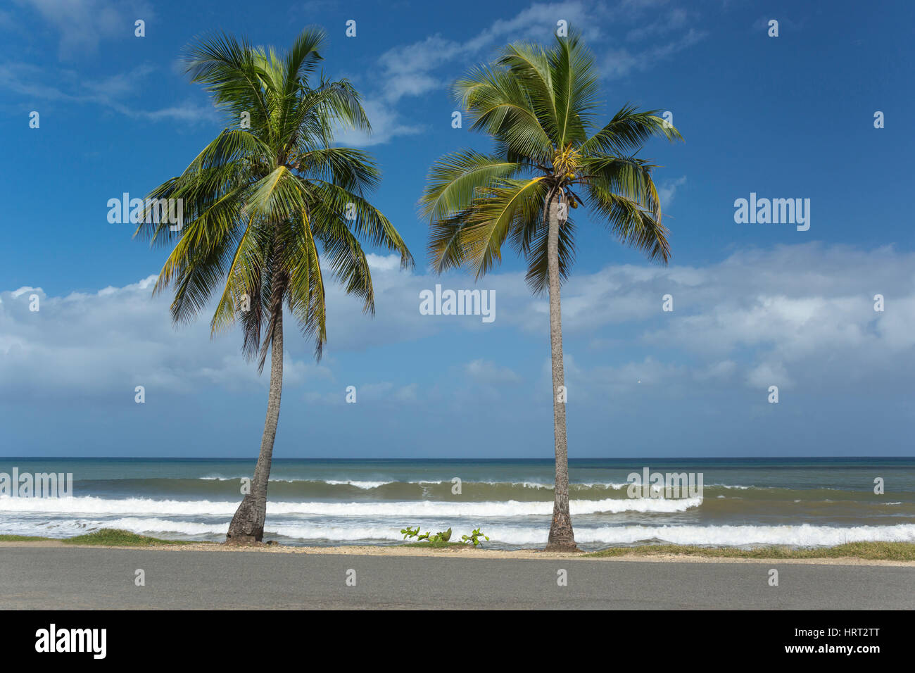 TALL PALM TREES PLAYA CAM BEACH AGUADA PUERTO RICO Stock Photo