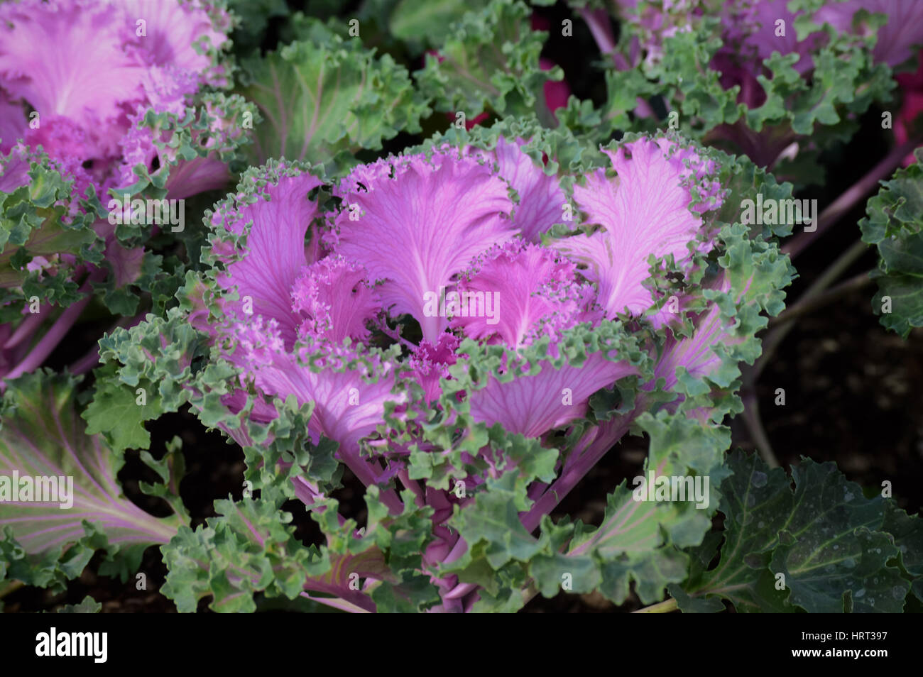 Purple kale hires stock photography and images Alamy