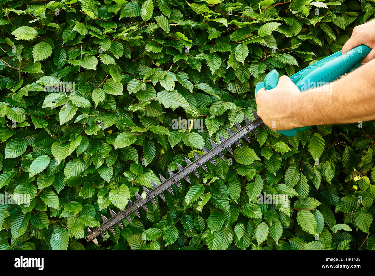 Cutting a hedge, gardening Stock Photo