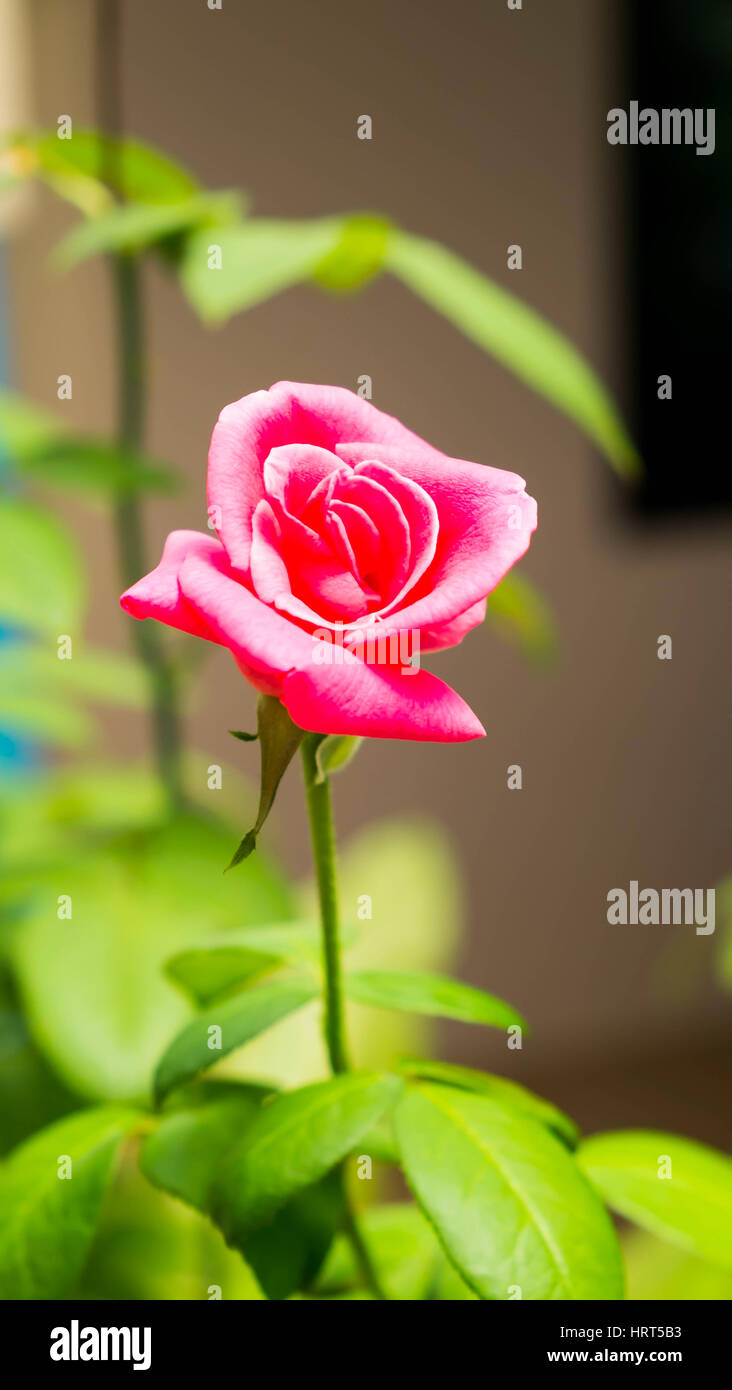 Beautiful of pink rose in the garden Stock Photo - Alamy