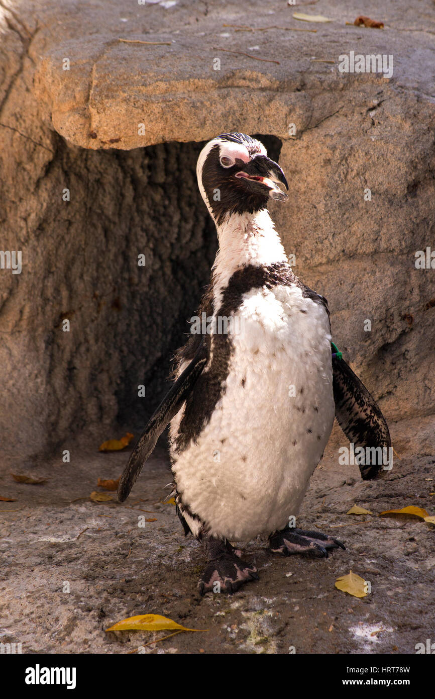 Penguin at zoo Denver, Colorado Stock Photo - Alamy
