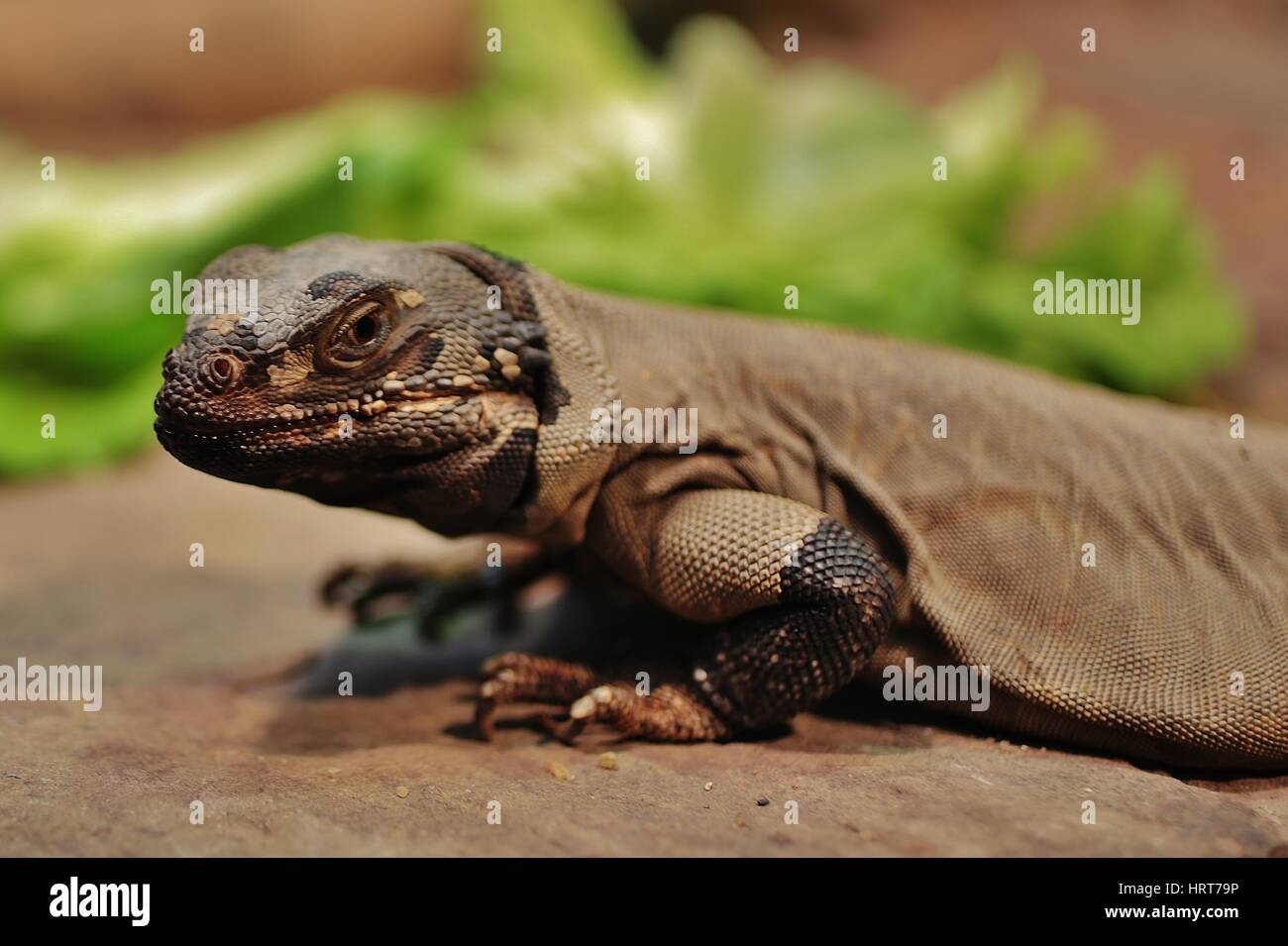 Lizard crawling on the stones Stock Photo Alamy