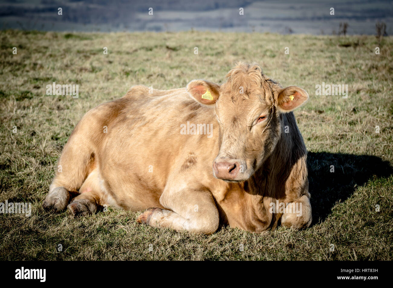 Light Brown Cow Laying Down Stock Photo Alamy