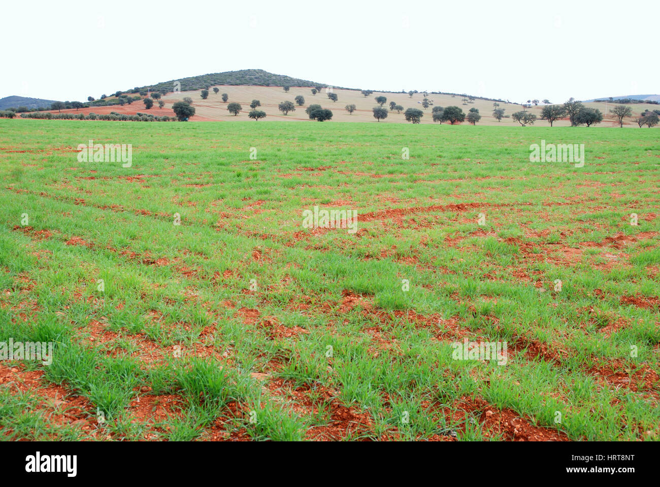 Meadow. Ciudad Real province, Castilla La Mancha, Spain. Stock Photo