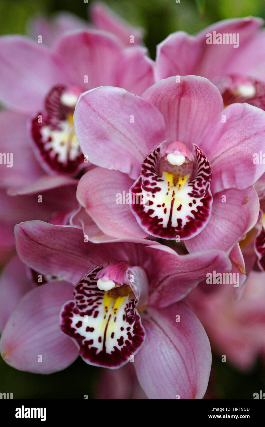 Cymbidium Orchid ( Asian Corsage Pink Perfection ) Stock Photo