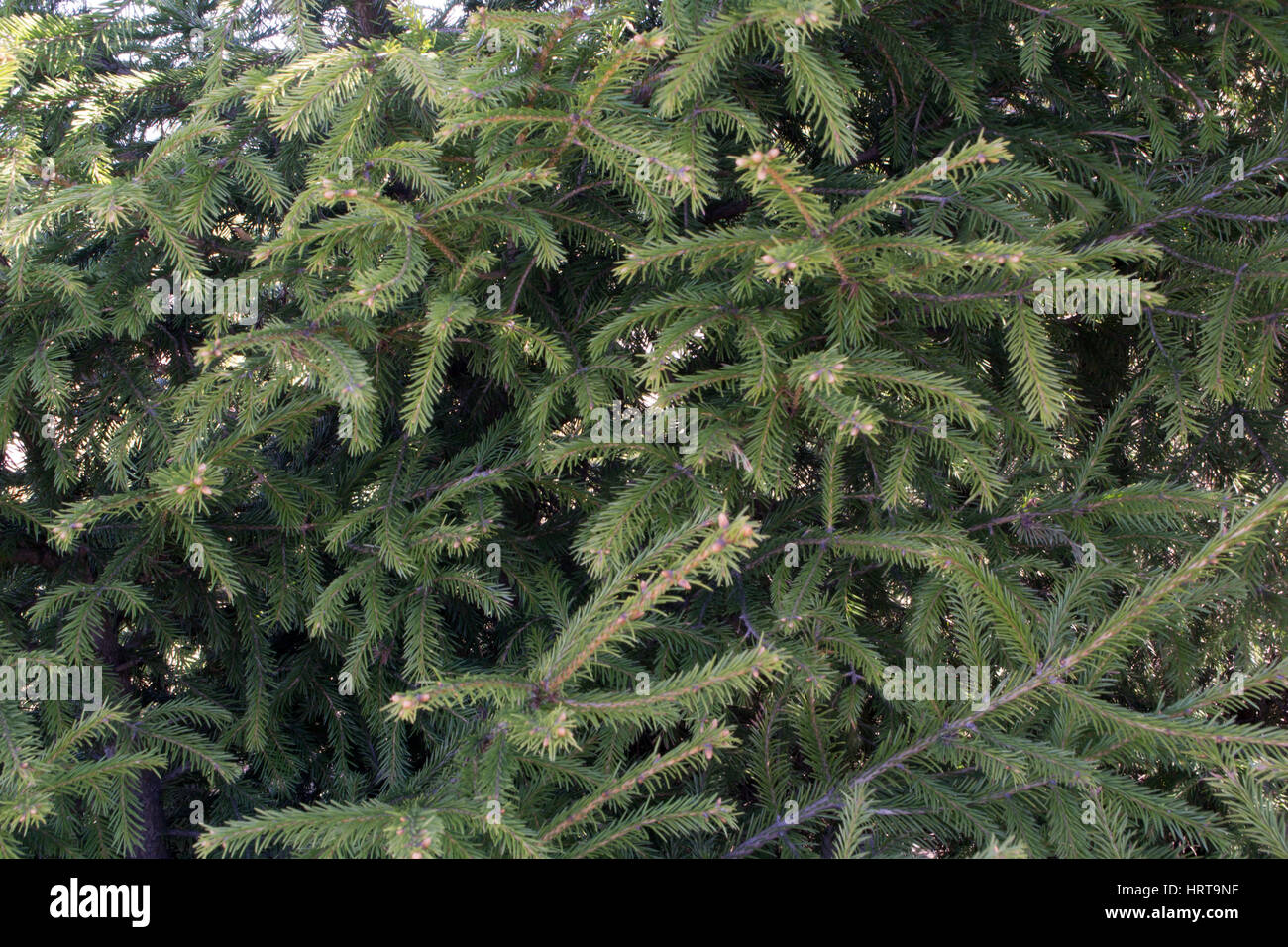 Closeup shot spruce cone hi-res stock photography and images - Alamy