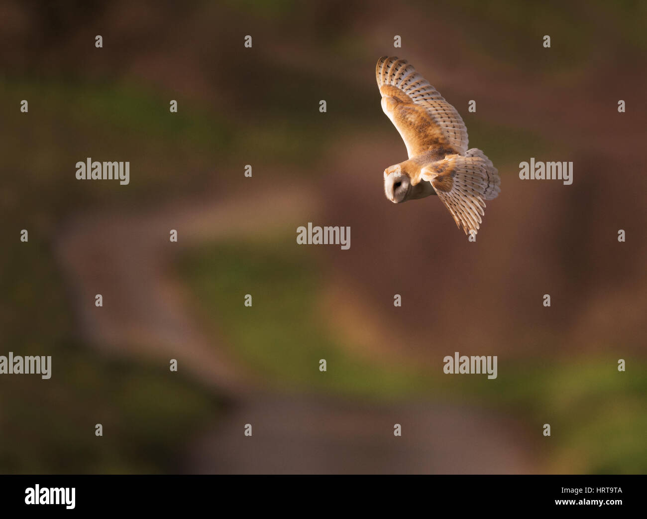 A wild Barn owl (tyto alba) hunts over a quiet country lane in the early evening sunlight, Norfolk Stock Photo