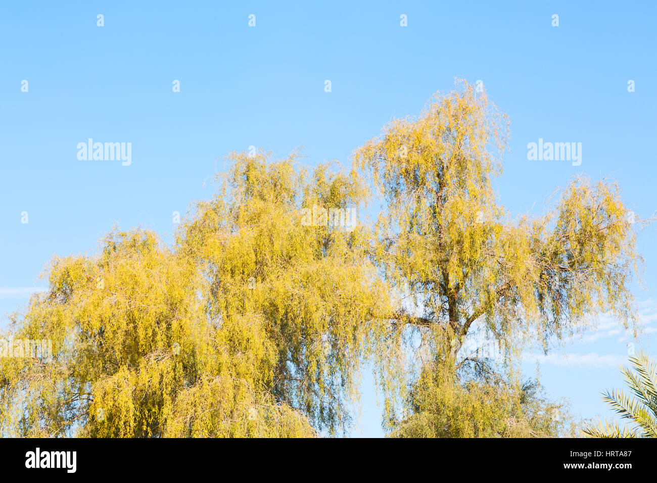 branches of willow weeping in the sky background Stock Photo - Alamy